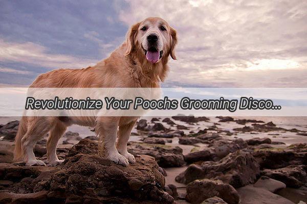 Revolutionize Your Poochs Grooming Discover the Ultimate Dog Hair Blower That Stands Out